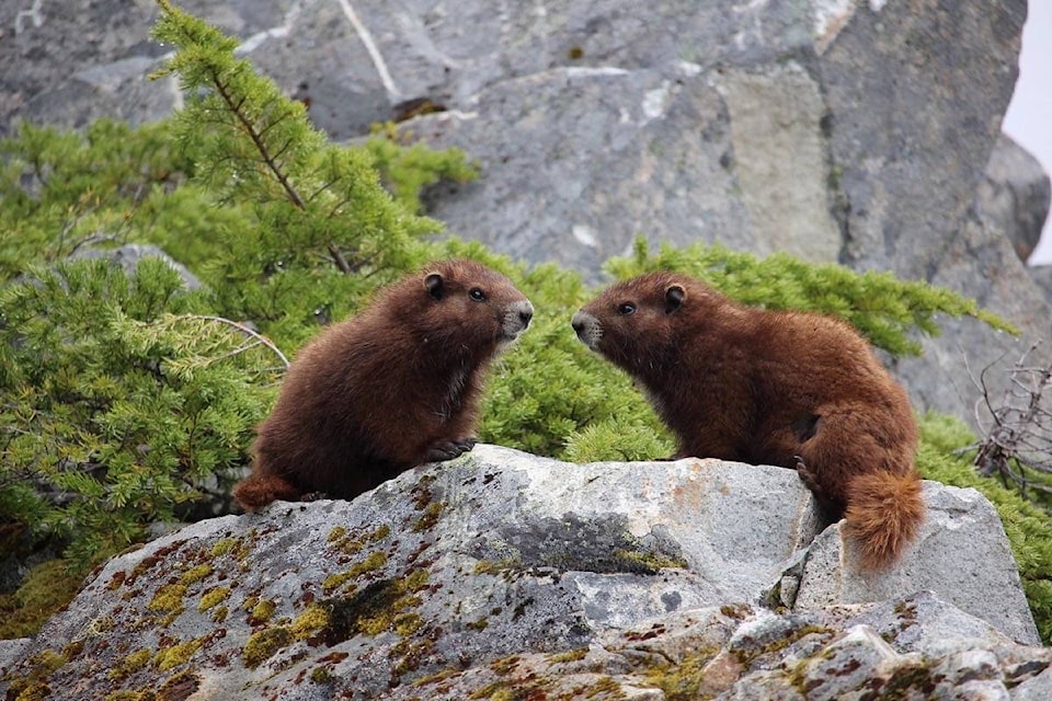 Critically endangered: learn about marmots in Duncan