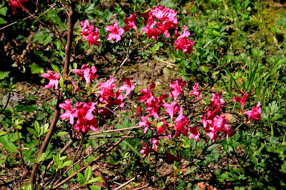 web1_170524-LCO--rhododendron-walk-in-Lake-Cow_2