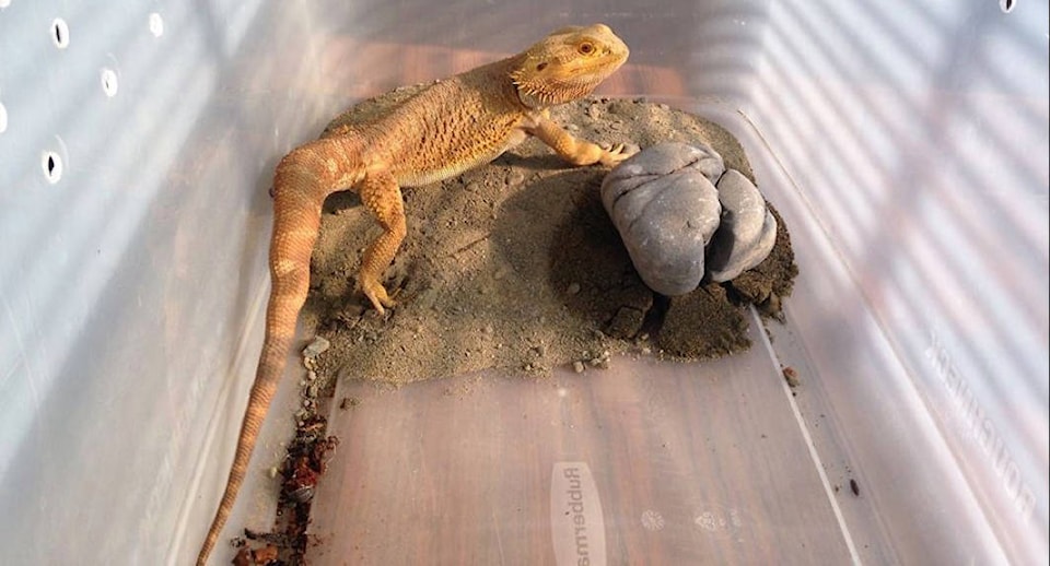 7957381_web1_170804-CCI-bearded-dragon-found-In-Valley1