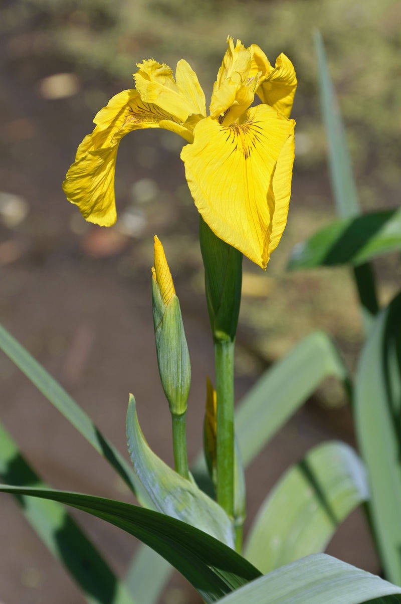 8409533_web1_yellow-flag-iris