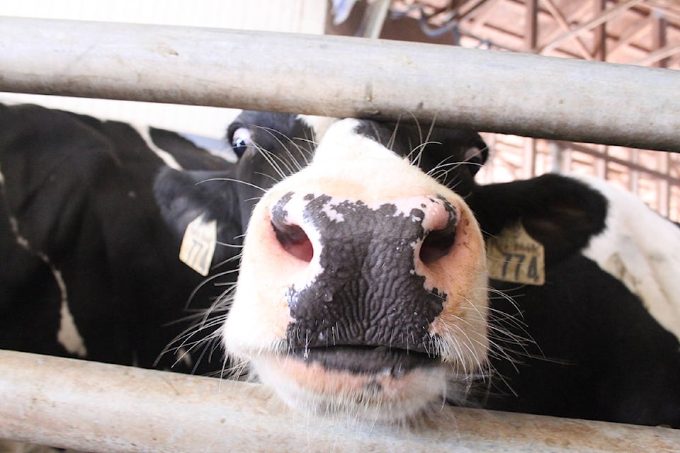 You have to be careful taking photos at the Groenendijk dairy farm — the cows try to lick you! (Andrea Rondeau/Citizen)