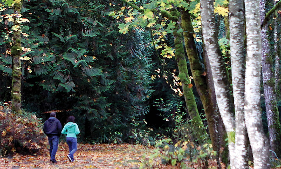 9824704_web1_stroll-in-the-woods