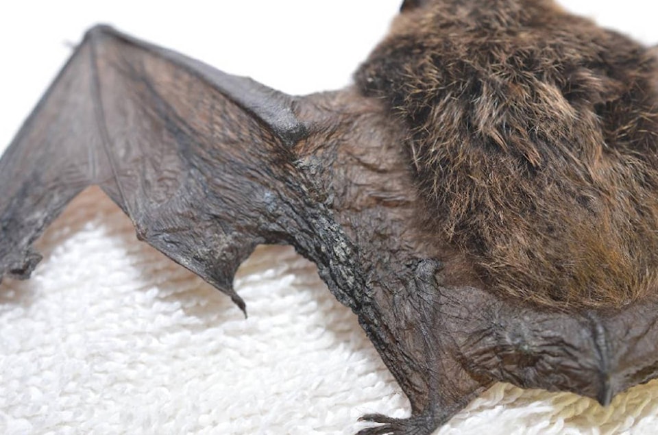11265243_web1_Little-brown-bat-wing-with-WNS-PAWS-copy