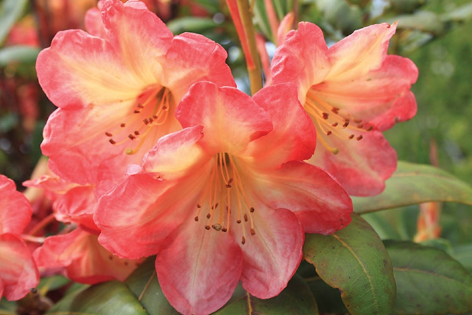 11439438_web1_rhododendron