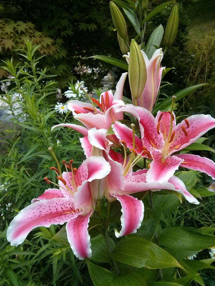 11746607_web1_flower-show-lilies
