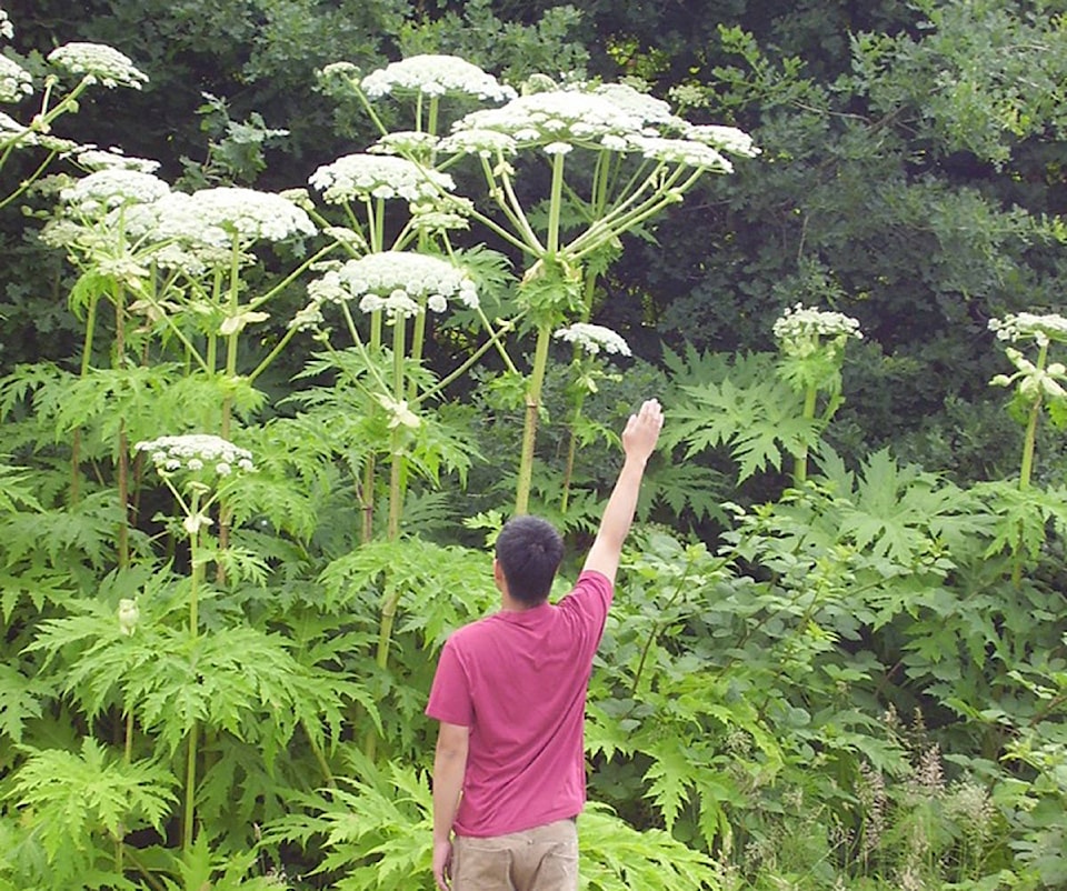 12480264_web1_Giant_hogweed010_Barker_1