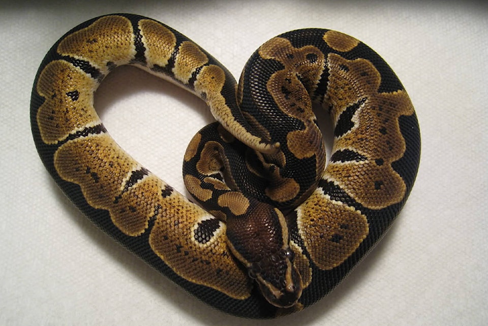 12636286_web1_Juvenile_ball_python