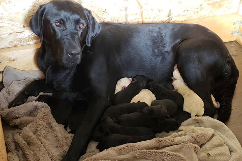 13546417_web1_180912-PQN-M-puppies-and-mom-dog