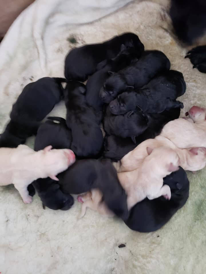 13546417_web1_lab-puppies