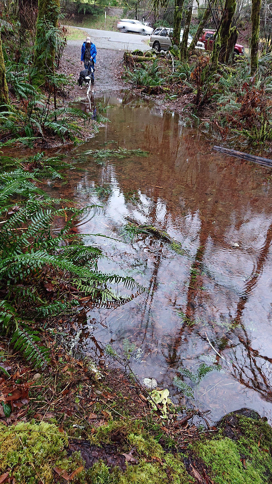 15087673_web1_RogersCreekflooding-16jan19