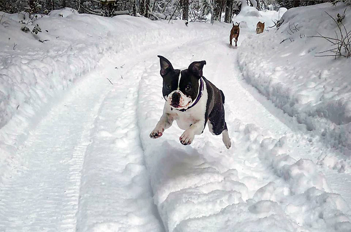 15562929_web1_happy-dog-in-snow
