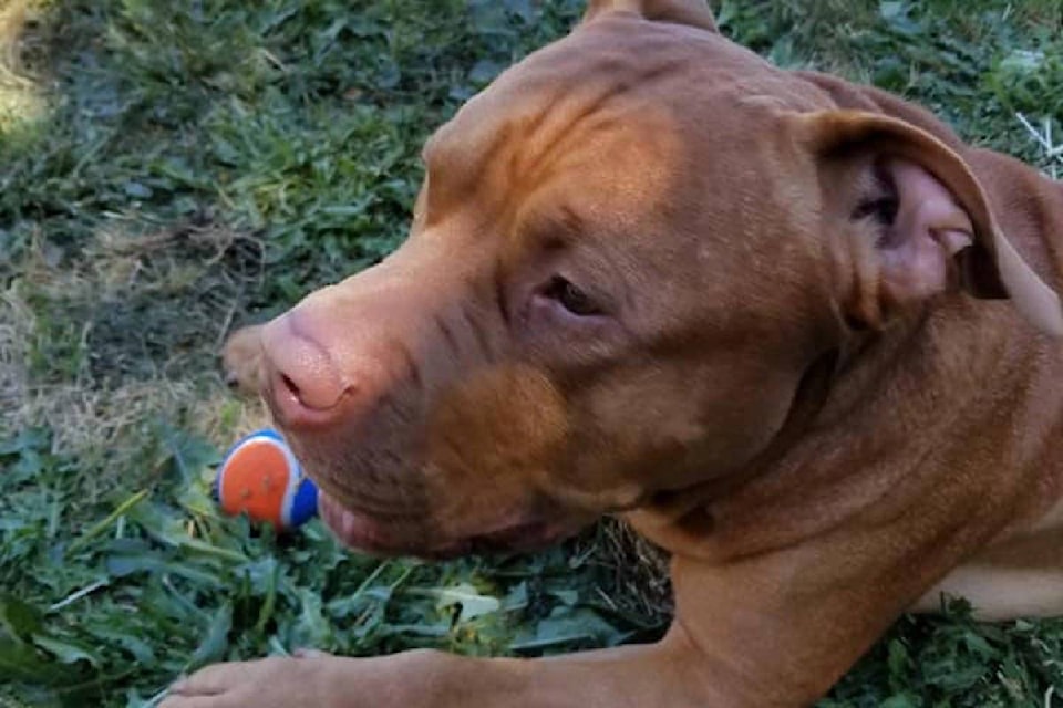 16646650_web1_190501-CCI-M-14262074_web1_181105-VNE-PitBull-CRD-Bylaws_2