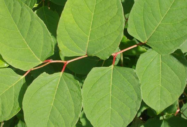 17386312_web1_knotweed-6.b820c83a500c4070579cd7fd9dd092a6