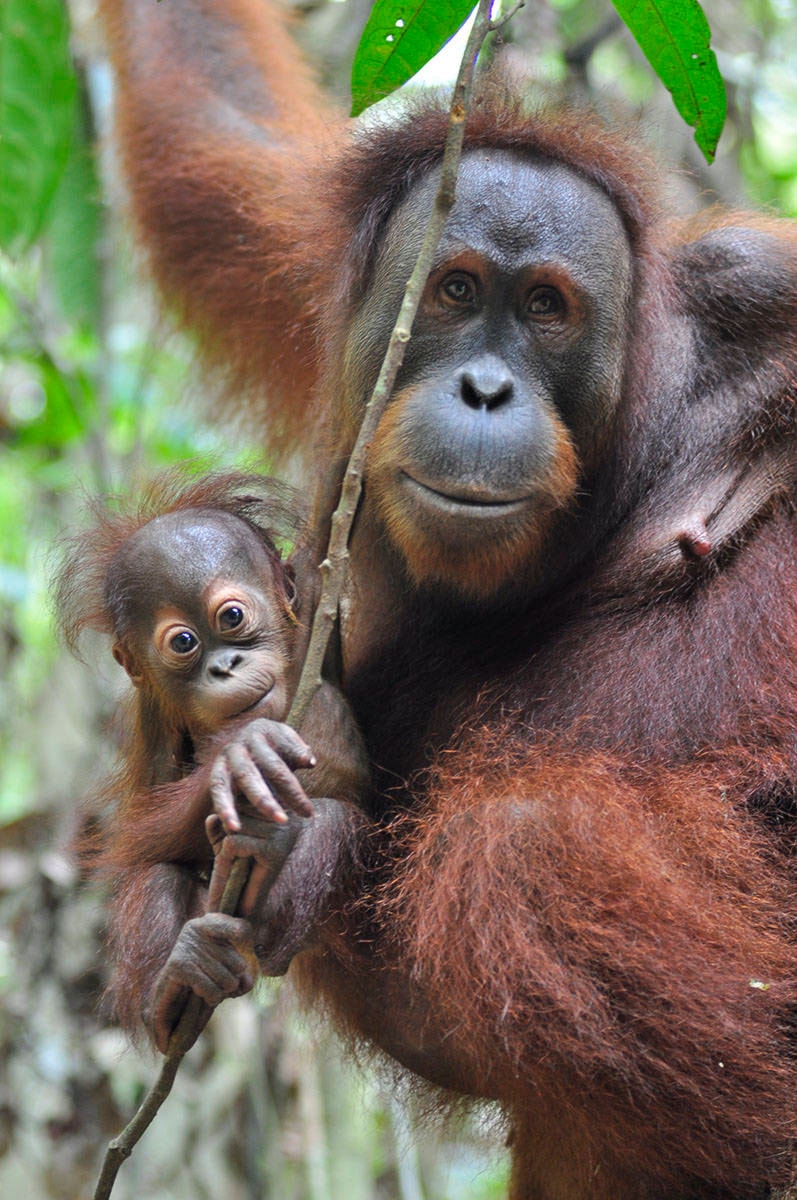 17464840_web1_coming-up-Mother-and-baby-orangutan