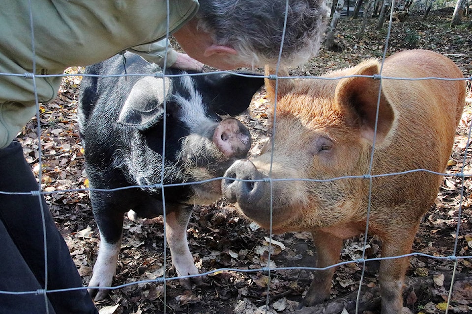 Pigs are clean, intelligent animals and it’s a joy to raise them, says Julia Rylands of Muddy Feet Farm. (Lexi Bainas/Citizen)
