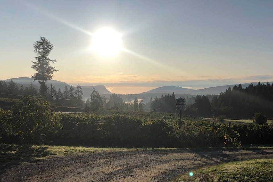 The morning sun rises over the vineyard overlooking Maple Bay on Monday, Oct. 1, as family and friends begin Saison Market Vineyard’s 2019 fall harvest. (Sarah Simpson/Citizen)