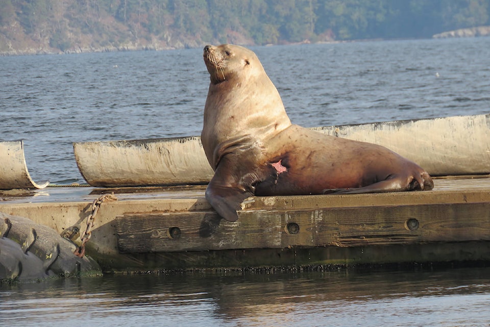 19650178_web1_injured-sea-lion