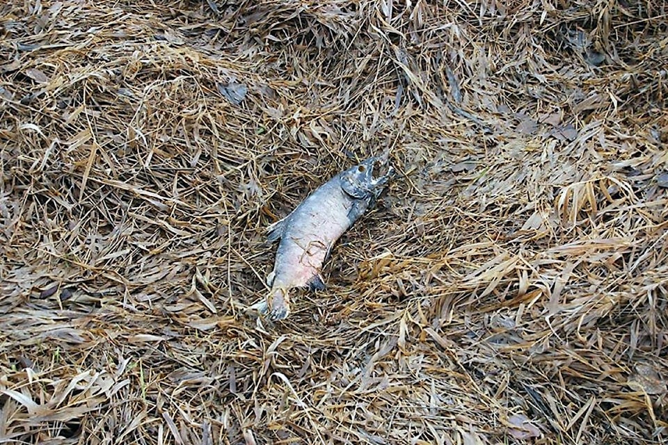 19888797_web1_191220-CCI-M-dead-salmon-at-somenos-lake