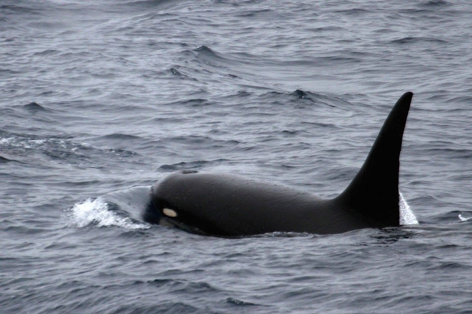 20015301_web1_copy_200103-Rare-Orcas-Spotted_2