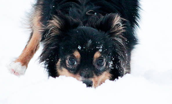 Nine-month-old Scout gets his first taste of snow on Tuesday morning. A lot more snow was expected the rest of the day on Tuesday and throughout the week. (Kevin Rothbauer/Citizen)