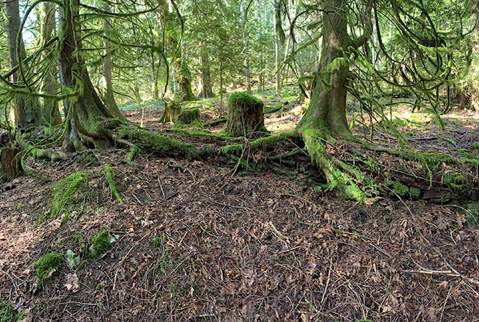 21283042_web1_200423-CCI-Icel-forests-guest-column-forest-reserve_1