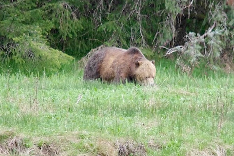 21614175_web1_200520-CRM-Sayward-grizzly-on-move-Bill-Ives-_1