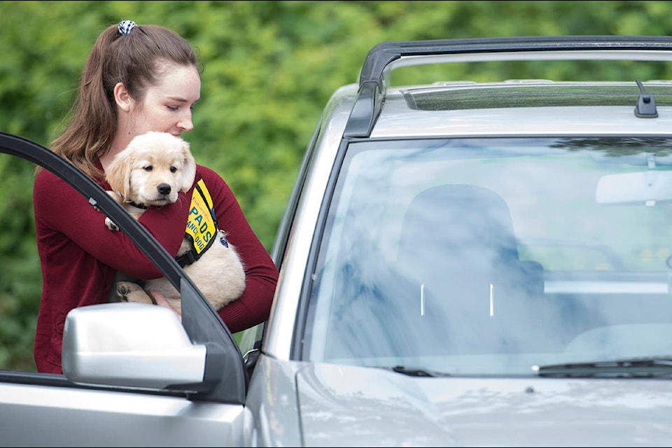 Lassie from Pacific Assistance Dogs Society, PADS, is seen being being picked up by her new trainer from the PADS headquarters in Burnaby, B.C. Friday, May 22, 2020. Due to the COVID-19 restrictions new dog owners had to pick up their new puppies via drive-thru method. THE CANADIAN PRESS/Jonathan Hayward