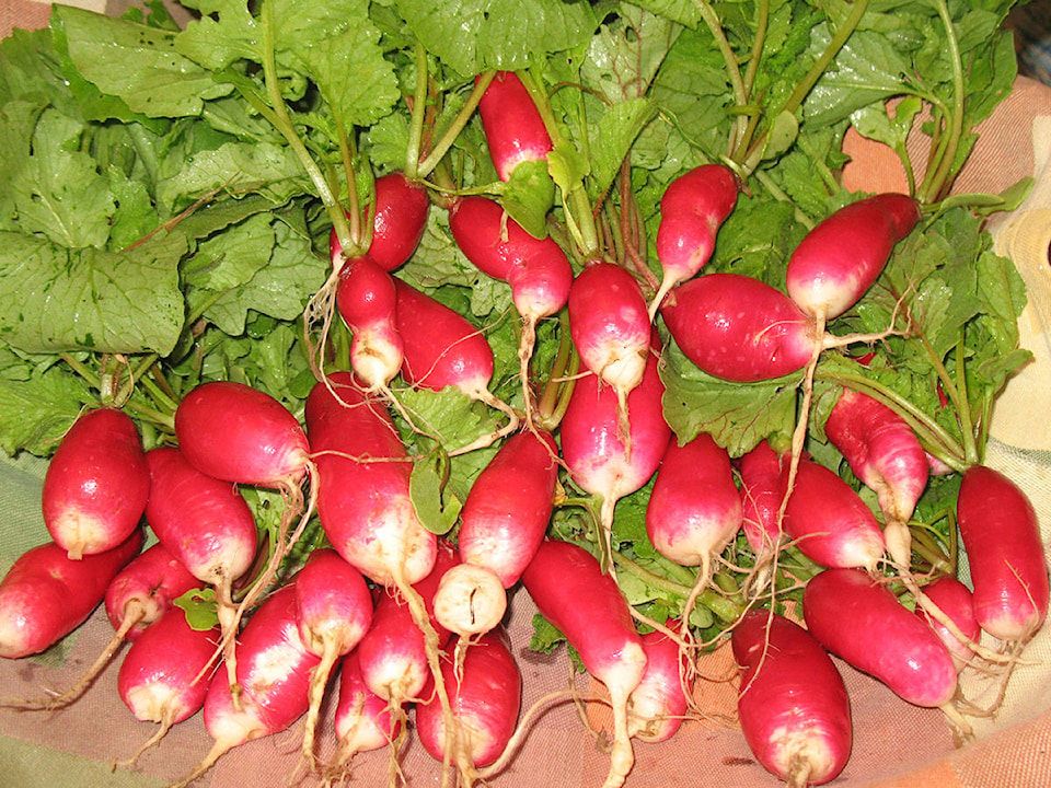 22343767_web1_200813-LCO-Aug13Lowther-radishes_2