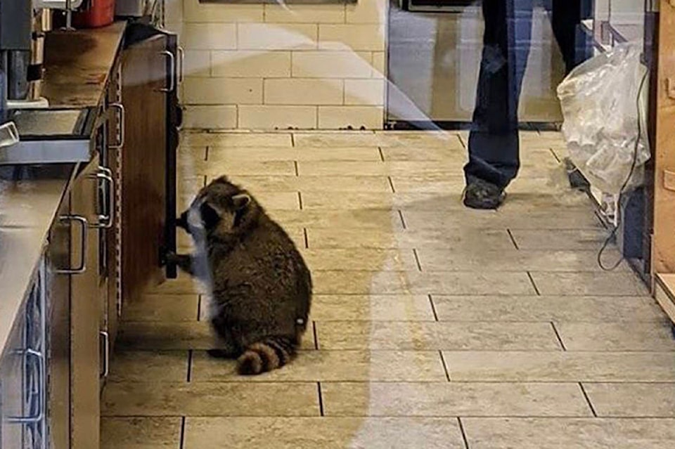 23152581_web1_tims-racoon