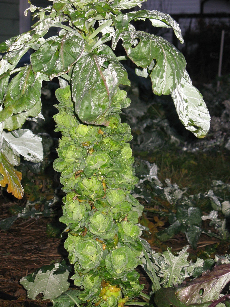 23683301_web1_201224-CCI-Dec24Lowther-Brussels-sprouts_2