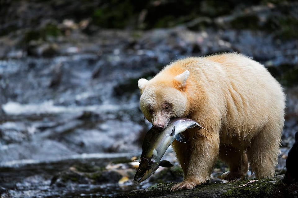 ‘Spirit Bear’ preying on salmon in coastal British Columbia. (Andrew S. Wright photo)