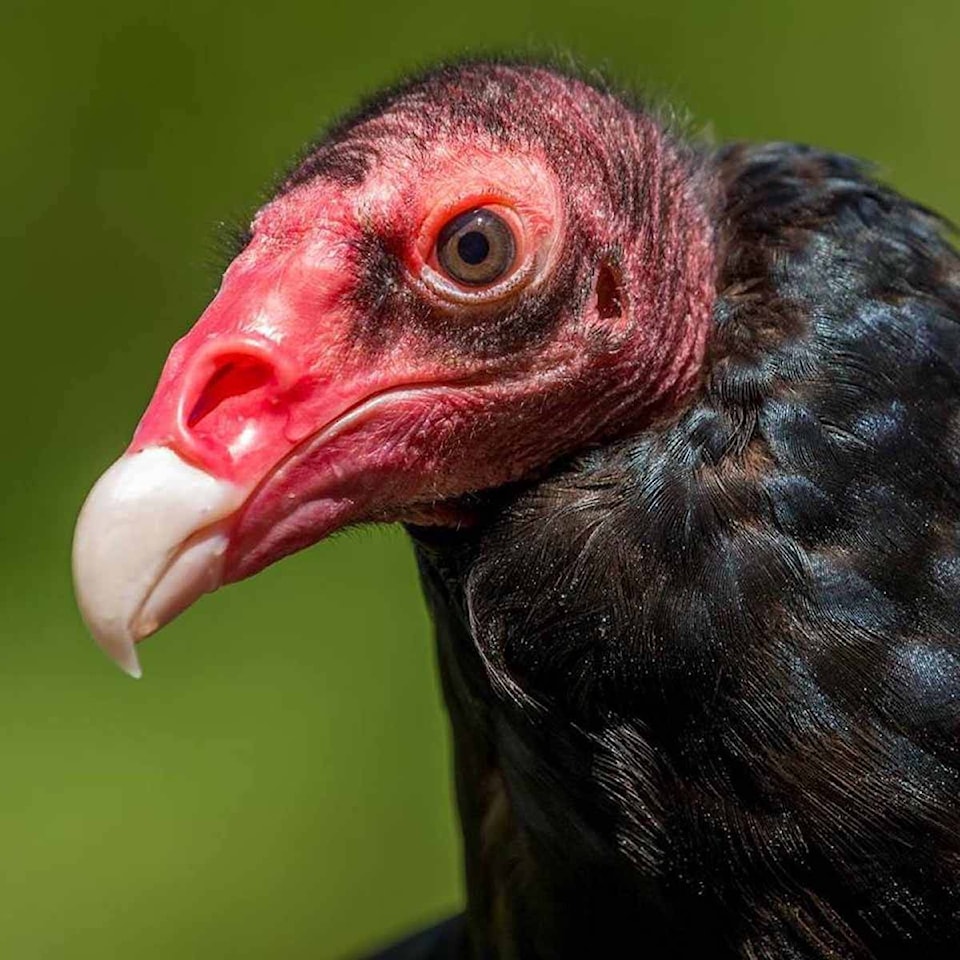 24358199_web1_210304-CCI-Raptors-Centre-funding-oicture_1