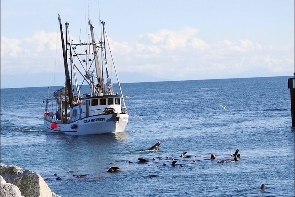 A fishing boat goes through a group of sea lions during the start of the herring run in Parksville Qualicum Beach on Wednesday, March 10, 2021. (Michael Briones photo)