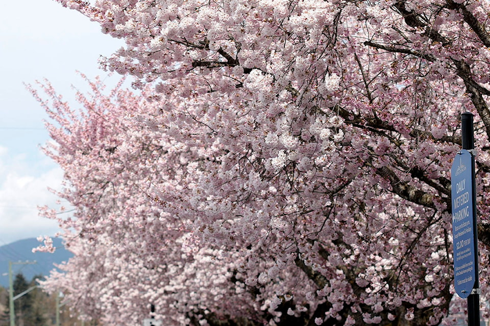 The cherry trees on Canada Avenue in Duncan are in full bloom this April, 2021. (Kevin Rothbauer/Citizen)