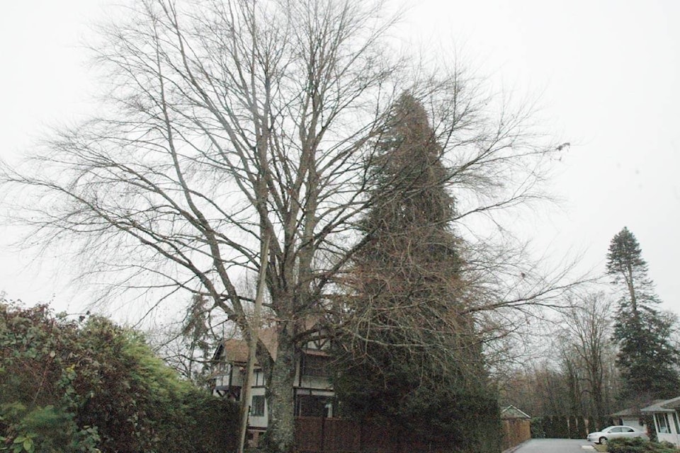 24966641_web1_210429-CCI-tree-protection-bylaw-North-Cowichan-Picture_1
