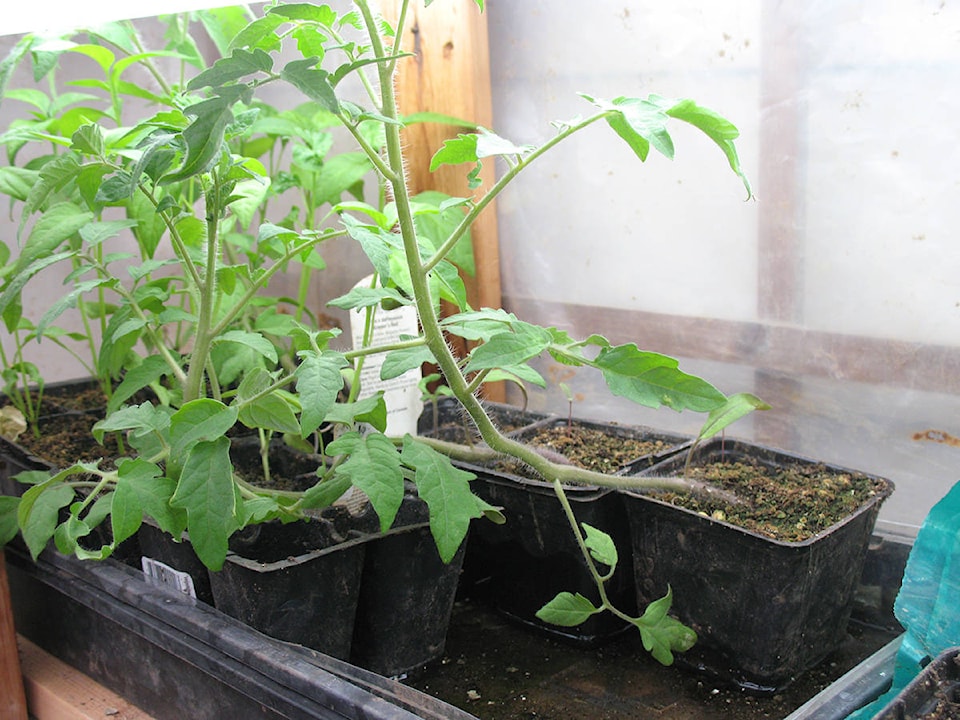 25305033_web1_210603-CCI-June3Lowther-tomato-plants_2