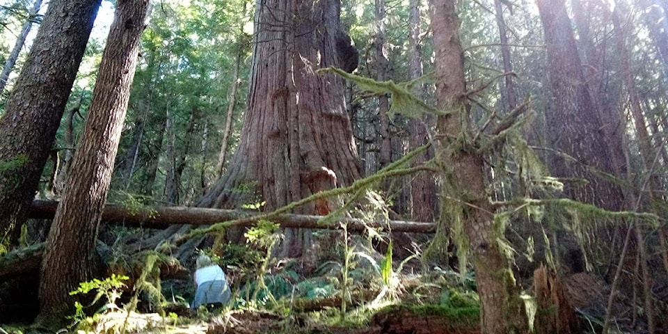 25608118_web1_210701-CCI-boo-old-growth-logging-Lower-Mainland-Fairy-Crk_2