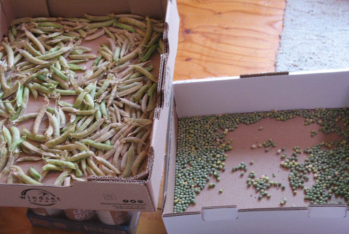 Mary Lowther column Moving into beans as heat wave fried peas