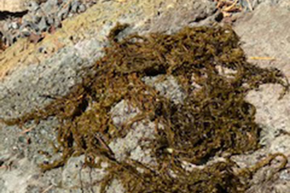 25872618_web1_210722-CCI-Maple-Bay-seaweed-invasive-picture_1