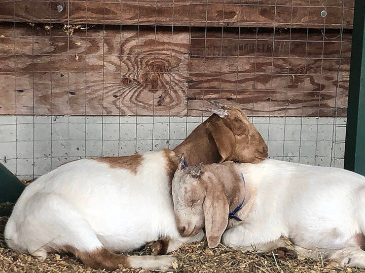 Goats cuddle in their pen at the 2021 Cowichan Exhibition on Saturday, Sept. 18. (Kevin Rothbauer/Citizen)