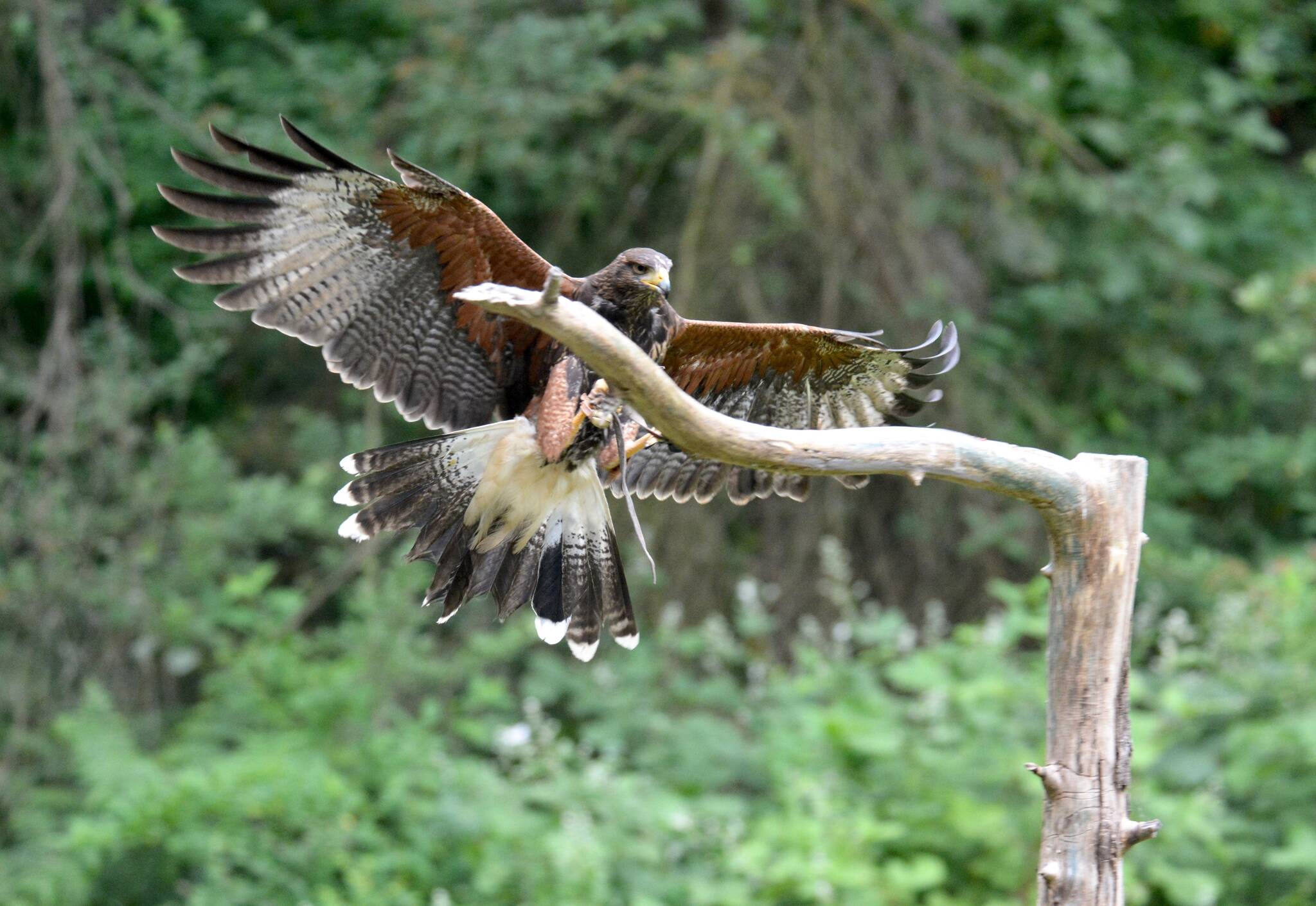 At The Raptors, flying demonstrations highlight the birds unique flying skills. Jen Blyth photo