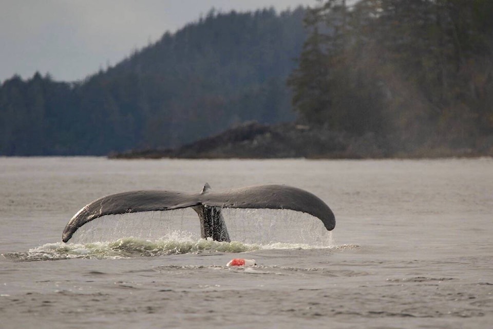 26769458_web1_211008-UWN-humpback-whale-entangled-near-ucluelet-WHALE_1