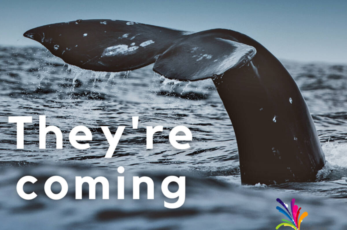 Whales back in TofinoUcluelet area, Pacific Rim Whale Festival returns