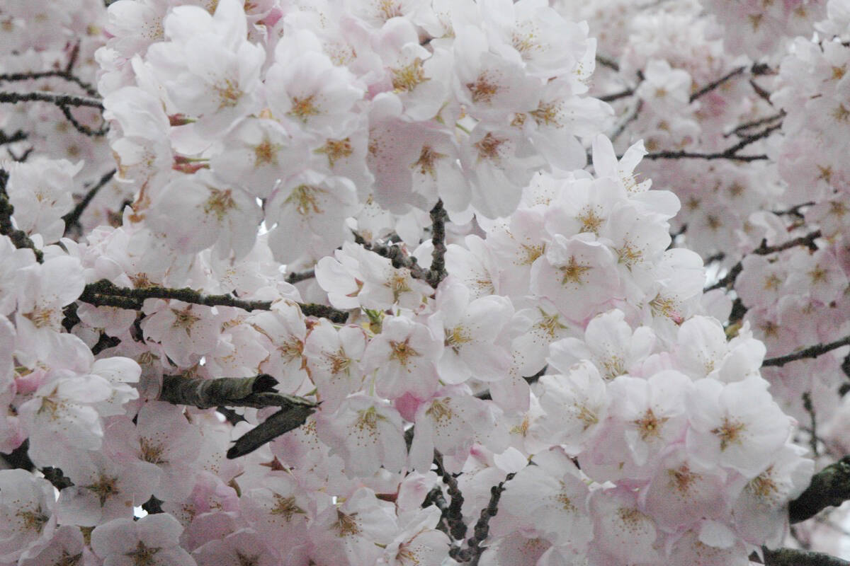 28651918_web1_220407-CCI-Cherry-blossoms-Canada-Ave_1