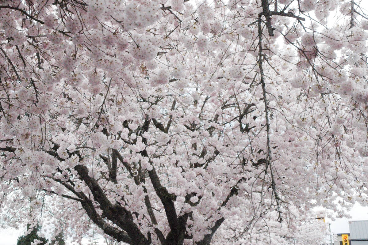 28651918_web1_220407-CCI-Cherry-blossoms-Canada-Ave_3