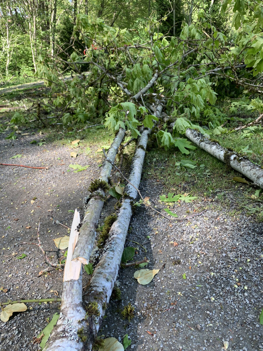 29181390_web1_220526-CCI-wind-storm-damage-branches-down_1