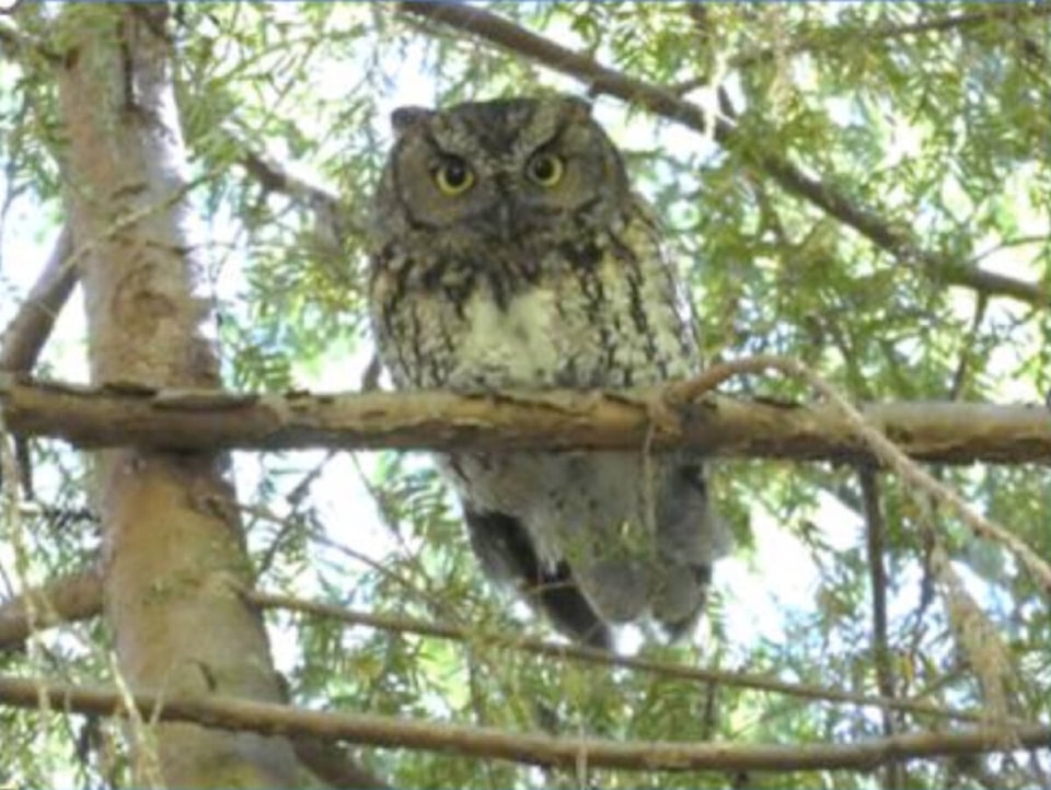 30330831_web1_copy_220915-CCI-coming-up-in-cowichan-naturalists-screech-owl_1