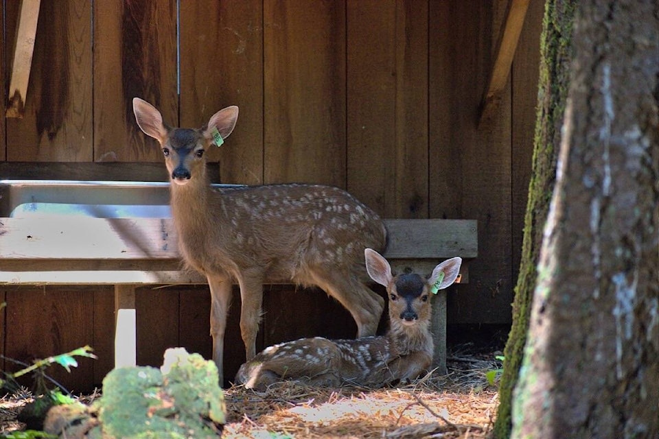 A Metchosin-based animal rehabilitation centre released nine deer fawns into the wild the last week of summer. (BC SPCA Wild ARC/Facebook)