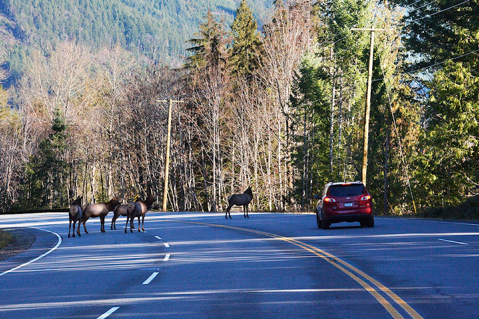 31393240_web1_elk-on-road