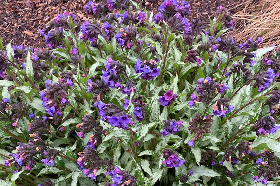 32388900_web1_copy_230413-CCI-Plantaholics-sale-April15-lungwort_1